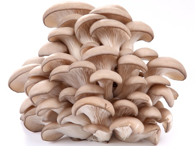 Як швидко приготувати смачні гриби гливи?