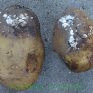 Звідки береться суха гниль картоплі і як з нею боротися?