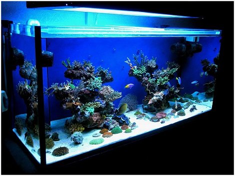 Як зробити акваріум в домашніх умовах?