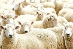 Вівчарство   готовий бізнес план завантажити безкоштовно   допомога новачкові бізнесмену