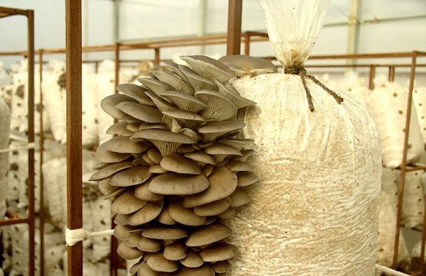 Вирощування грибів у домашніх умовах. Поради та рекомендації фахівців