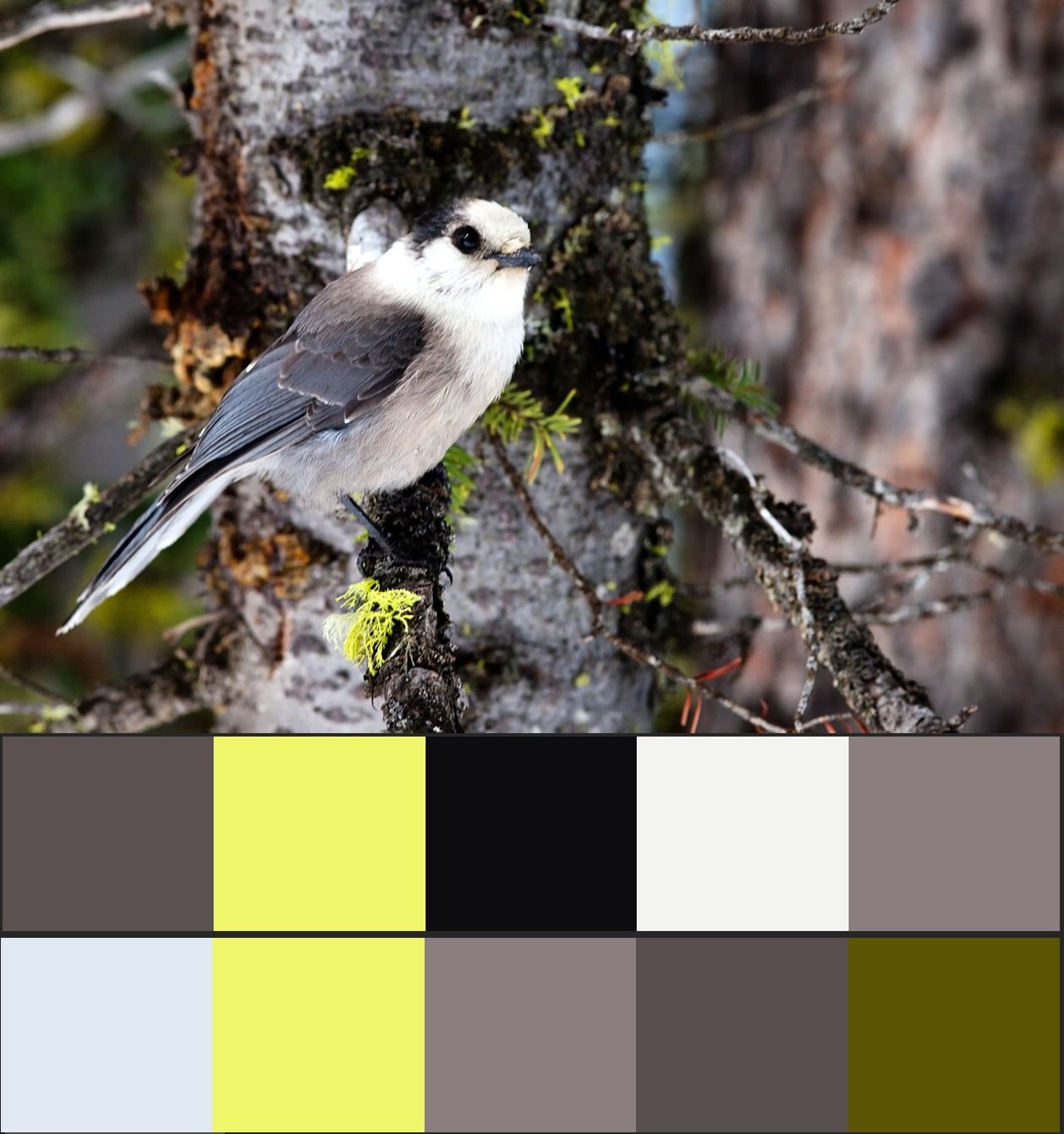 Поєднання сірого кольору в інтерєрі — шукаємо підказки у природи!