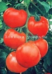 Кращі сорти томатів для відкритого грунту.