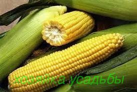Сорти кукурудзи цукрової найсмачніші і врожайні.