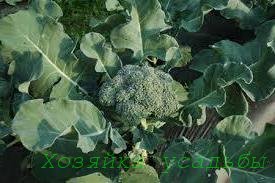 Капуста броколі, вирощування, догляд і користь