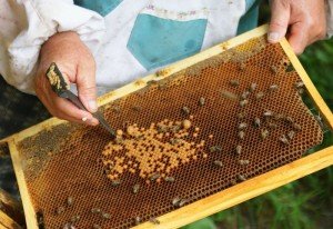 Бджільництво   готовий бізнес план завантажити безкоштовно   перший крок назустріч успіху