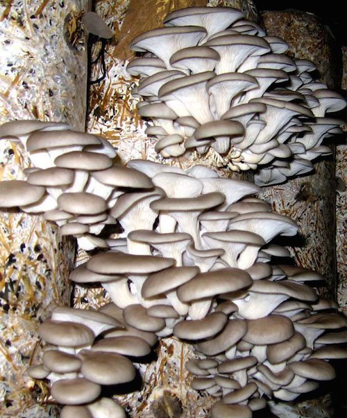 Вирощування грибів у домашніх умовах. Поради та рекомендації фахівців