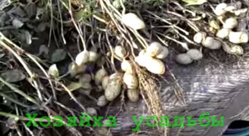 Як виростити арахіс на своєму городі