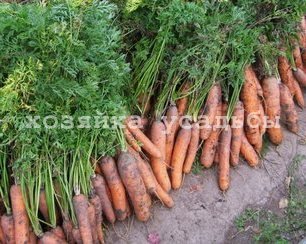 Як зберігати моркву в домашніх умовах до нового врожаю