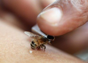 Секрети апітерапії або лікування бджолами