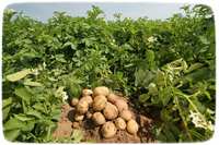 Ефективне вирощування картоплі в Сибіру.