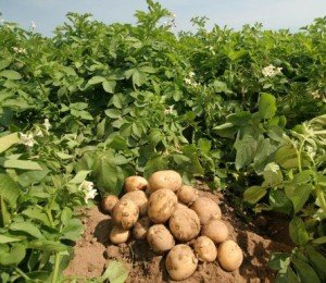 Вирощування картоплі   готовий бізнес план завантажити безкоштовно   перший крок назустріч успіху