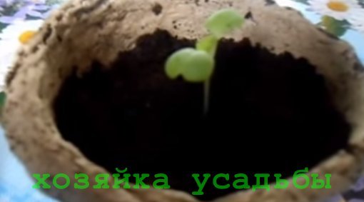 Як і коли садити пекінську капусту?