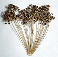 Насіння кропу — користь і корисні властивості насіння кропу