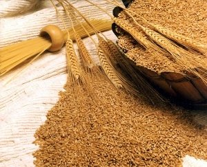Пшениця – користь і корисні властивості пшениці