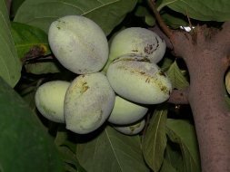 Азіміни — користь і корисні властивості