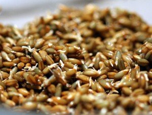 Жито – користь і корисні властивості