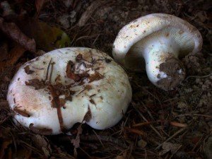 Грузді — користь і шкоду грибів. Де збирати грузді