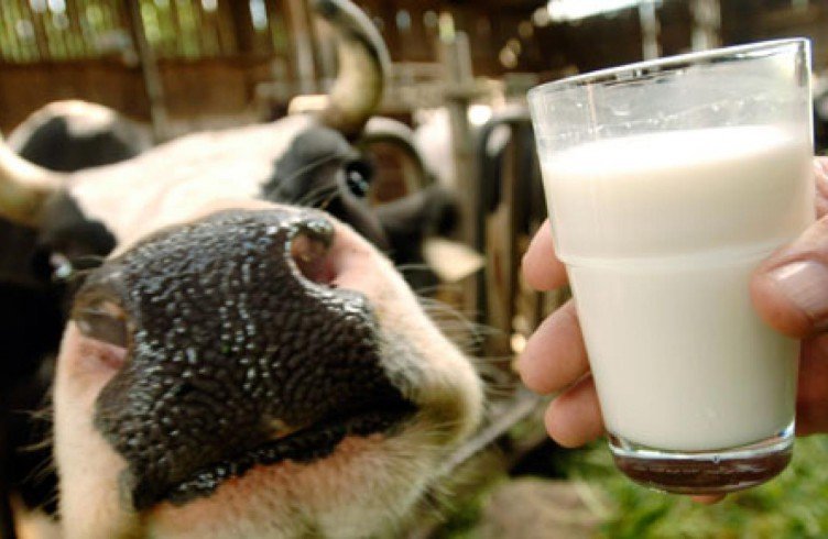 Користь і шкода коровячого молока для дитини і для дорослих