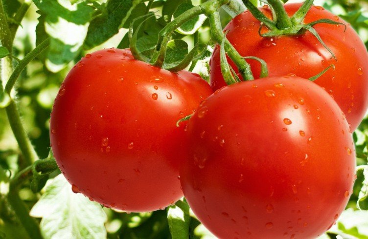 Користь і шкода томатів для здоровя людини. Користь і шкода томатного соку для жінок і чоловіків