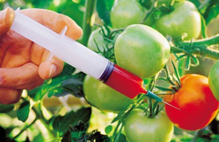Користь і шкоду ГМО на організм людини