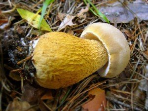 Користь і шкода білих грибів