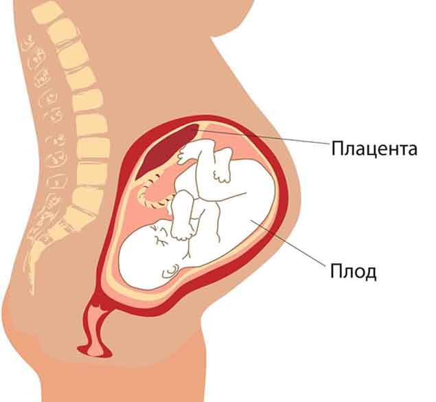 Низько розташована плацента при вагітності