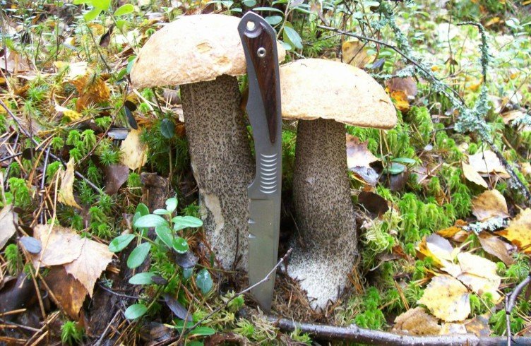 Як правильно збирати гриби — підрізати ніжку або виривати?
