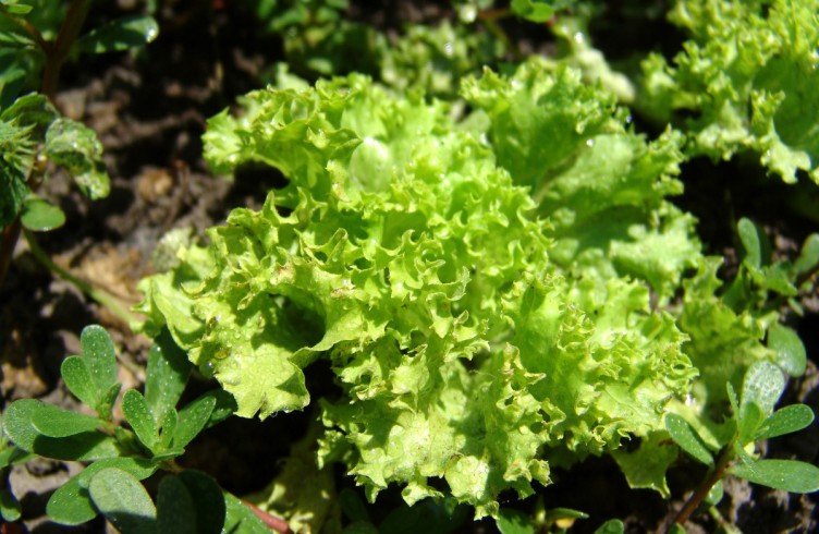 Користь і шкода зеленого салату для організму