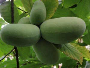 Азіміни — користь і корисні властивості