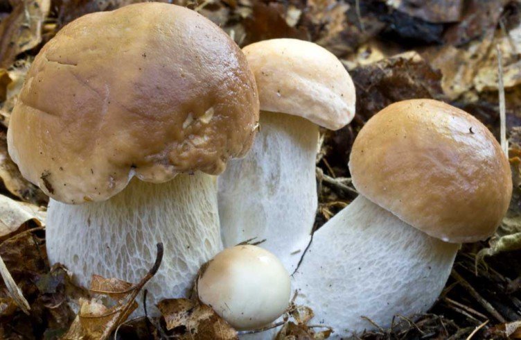 Білі гриби: рецепти приготування і корисні властивості