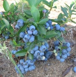Лохина — корисні властивості синьої ягоди