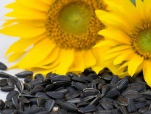 Насіння соняшнику — користь і шкода насіння соняшника