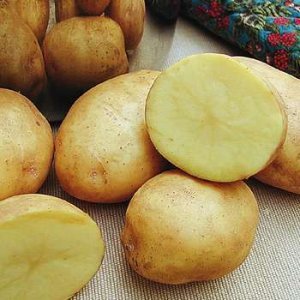 Чим корисний картоплю для дитини?