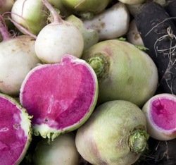 Редька – користь і корисні властивості редьки