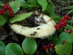 Грузді — користь і шкоду грибів. Де збирати грузді