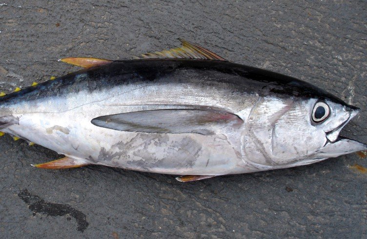 Користь і шкода тунця для організму. Користь і шкода консервованого тунця