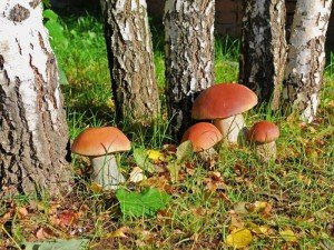 Користь і шкода білих грибів