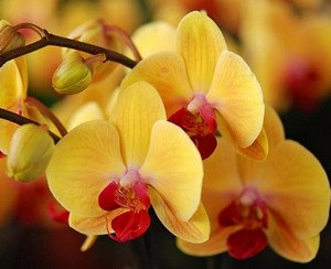 Як пересаджувати будинку прекрасну орхідею?