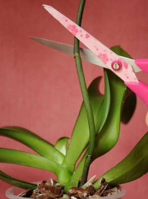 Як розмножити орхідею будинку та забезпечити належний догляд саджанцям