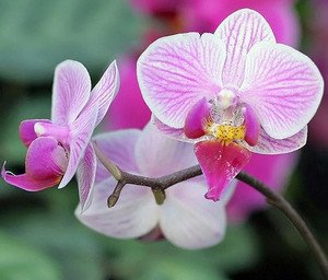Що робити, щоб у орхідеї зявилися квіти?