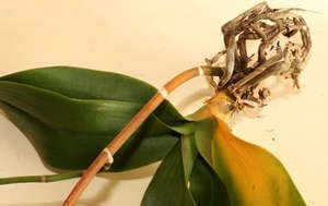 Причини хвороб і лікування листя і коріння орхідеї
