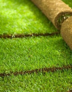 Як правильно садити газонну траву і доглядати за нею