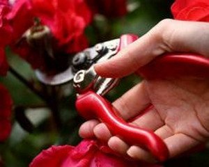 Правила догляду за мініатюрними кімнатними трояндами