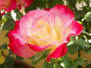 Як доглядати за трояндами навесні: обробка і підгодівля і обрізка кольорів