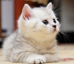 Як дізнатися стать новонародженого кота або кішки?