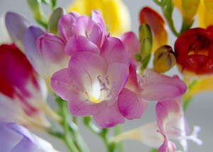Африканський квітка Фрезія — вирощування у відкритому грунті і вдома