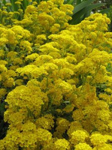 Як доглядати за скельним багаторічним алиссумом?