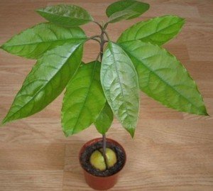 Вирощування авокадо вдома (фото, відео)