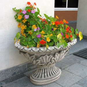 Які однорічні квіти краще посадити на дачі?